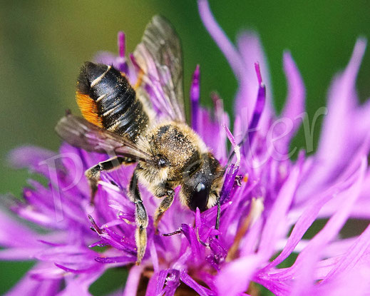Bild: Weibchen, Buntfarbige Blattschneiderbiene, Megachile versicolor, leafcutter bee, Megachilidae, Wildbiene, wildbee, Blüte, Wiesen-Flockenblume, Centaurea jacea, Korbblütler