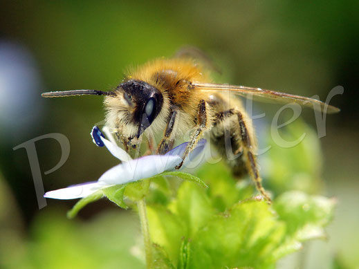 Bild: eine kleine Sandbiene, Andrena spec., an den Miniblüten des Gamander-Ehrenpreises