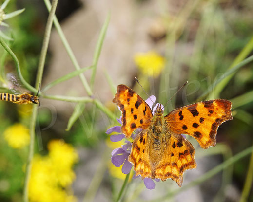 C-Falter, Comma butterfly, Schmetterling, Tagfalter Edelfalter, Polygonia c-album, Nymphalis c-album, Tauben-Skabiose, Scabiosa columbaria