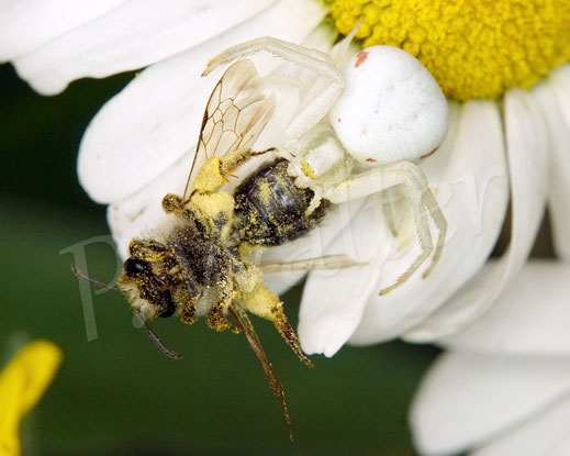 Bild: Veränderliche Krabbenspinne, Misumena vatia, Araneae, Thomisida, Spinnen, Beute Sandbiene, goldenrod crab spider, Wiesen-Margerite, Leucanthemum vulgare