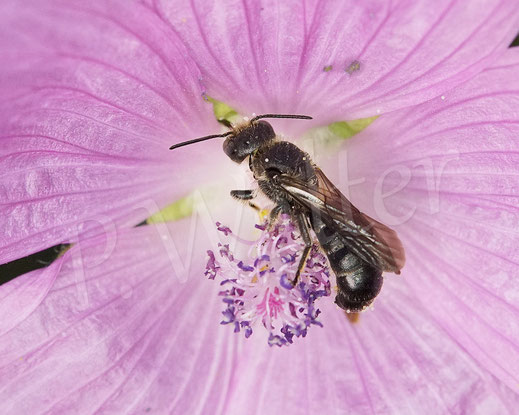 Bild: Glockenblumen-Scherenbiene, Chelostoma rapunculi, Männchen trinkt Nektar an der Malvenblüte