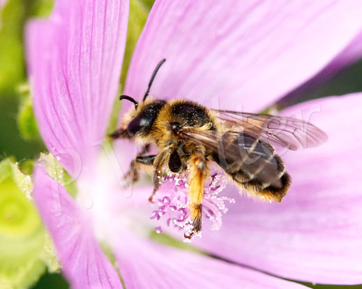 Bild: Glockenblumen-Sägehornbiene, Melitta haemorrhoidalis, Moschusmalve, Malva moschata, Malvaceae, rosa Blüte, pink Blüte, oligolektische Wildbiene