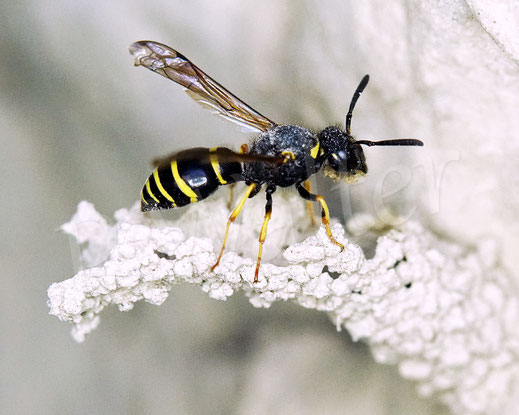 Bild: Gemeine Schornsteinwespe, Odynerus spinipes, Hautflügler, Faltenwespen, Hymenoptera, Steilwand, Löswand, Abbruchkante
