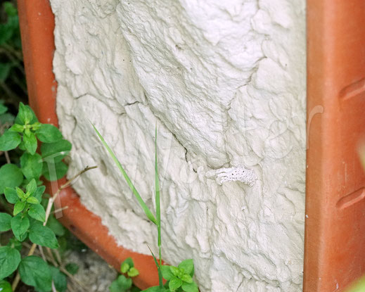 Bild: Schornstein, Gemeine Schornsteinwespe, Odynerus spinipes, Hautflügler, Faltenwespen, Hymenoptera, Steilwand, Löswand, Abbruchkante