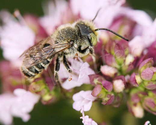 Bild: Luzerne-Blattschneiderbiene, Megachile rotundata, Weibchen, Megachilidae, Wildbiene, Dornige Hauhechel, Ononis spinosa, Schmetterlingsblütler, Faboideae, Hülsenfrüchtler, Fabaceae, Blüte, Nektar, Pollen