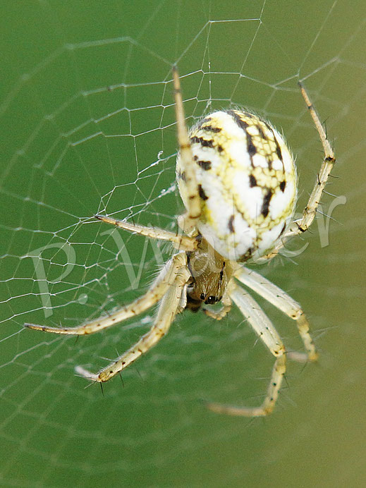 Bild: Streifenkreuzspinne, Mangora acalypha, Echten Radnetzspinne, Araneidae, Orb weaver Spider