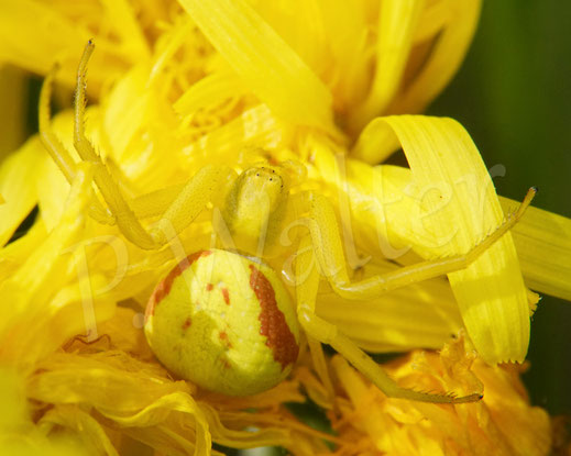 Bild: Veränderliche Krabbenspinne, gelbe Färbung, Misumena vatia, Thomisidae, Spinnentiere, Arachnida, auf dem Wiesen-Pippau, Crepis biennis