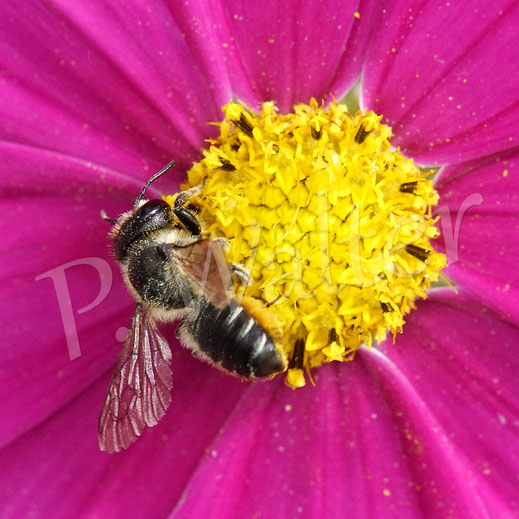 Bild: weibliche Blattschneiderbiene - eventuell die Buntfarbige BSB - auf einer Cosmeenblüte, Megachile cf. versicolor