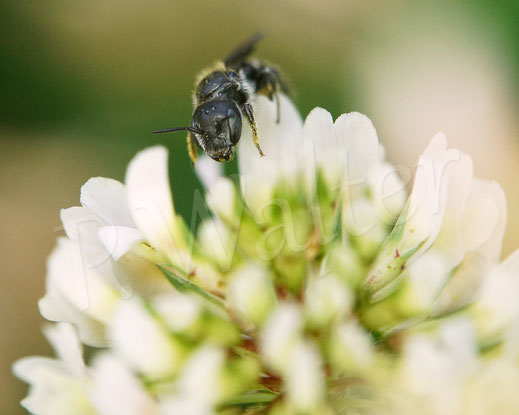 Bild: Schwarzspornige Stängel-Mauerbiene, Stängelbiene, Hoplitis leucomelana, Osmia leucomelana, Weibchen am Klee, Wildbiene