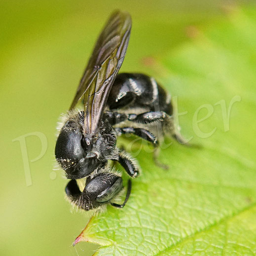 Bild: Schwarzspornige Stängel-Mauerbiene, Stängelbiene, Hoplitis leucomelana, Osmia leucomelana, Wildbiene, Pflanzenmörtel