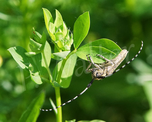 Bild: Scheckhorn-Distelbock, Nesselbock, Linienhalsiger Halmbock, Agapanthia villosoviridescens, Bockkäfer, Cerambycidae, Käfer, Coleoptera, Weberböcke, Lamiinae