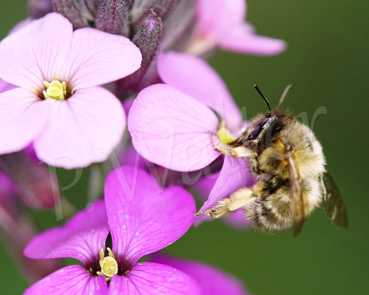 Bild: Frühlings-Pelzbiene, Anthophora plumipes, Weibchen an den Blüten des Schöterich, Wildbiene, Flower Bee