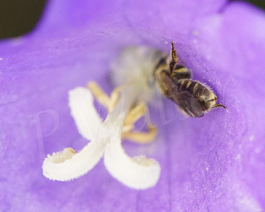 Bild: Schmalbiene der morio-Gruppe, Weibchen in einer Blüte der Pfirsichblättrigen Glockenblume, Lasioglossum cf. nitidulum, Campanula persicifolia, Wildbiene