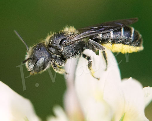 Bild: Schwarzspornige Stängel-Mauerbiene, Stängelbiene, Hoplitis leucomelana, Osmia leucomelana, Weibchen am Klee, Wildbiene