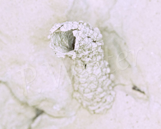 Bild: Schornstein, Gemeine Schornsteinwespe, Odynerus spinipes, Hautflügler, Faltenwespen, Hymenoptera, Steilwand, Löswand, Abbruchkante