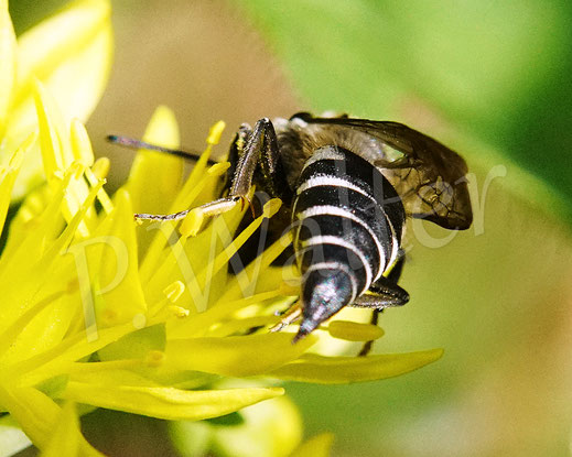 Bild: Langschwanz-Kegelbiene, Weibchen, Coelioxys elongata, Megachilidae, Kuckucksbiene, cuckoo bee, Dull-vented Sharp-tailed Bee, Tripmadam, Felsen-Fetthene, Fetthenne, Sedum reflexum