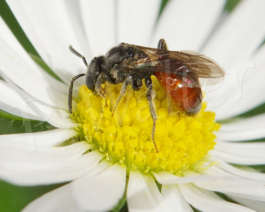 Bild: Blutbiene am Gänseblümchen, Wildbiene, Sphecodes spec., Bellis perennis, Nektar trinken, Buckelbiene