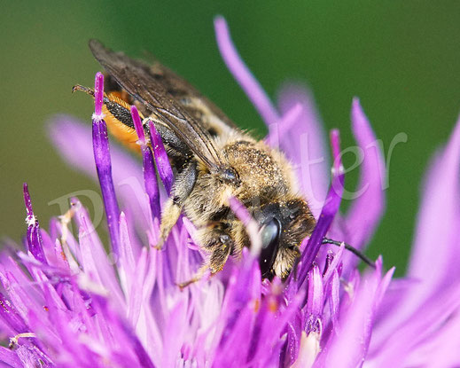 Bild: Weibchen, Buntfarbige Blattschneiderbiene, Megachile versicolor, leafcutter bee, Megachilidae, Wildbiene, wildbee, Blüte, Wiesen-Flockenblume, Centaurea jacea, Korbblütler