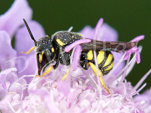 Bild: Gelbe Düsterbiene, Stelis signata, die hier Nektar der Tauben-Skabiose trinkt