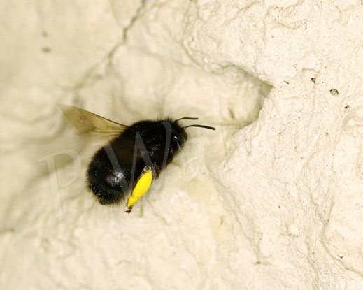 Bild: Frühlings-Pelzbiene, Anthophora plumipes, Weibchen, Wildbiene, Flower Bee, Löss, Lösswand, Steilwand, Abbruchkante, Nistplatz