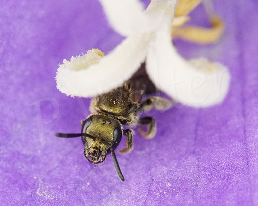 Bild: Schmalbiene der morio-Gruppe, Weibchen in einer Blüte der Pfirsichblättrigen Glockenblume, Lasioglossum cf. nitidulum, Campanula persicifolia, Wildbiene