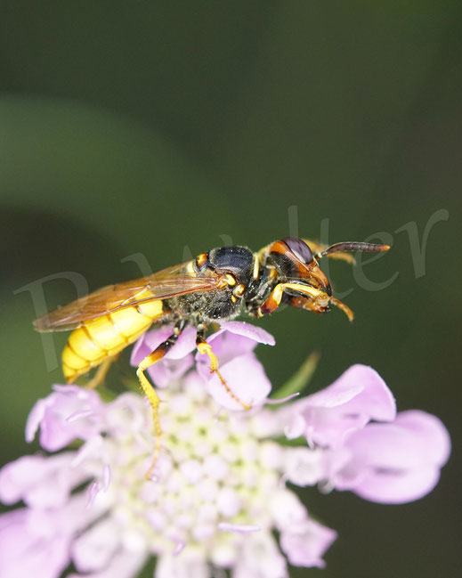 Bild: Bienenwolf, Weibchen, Philanthus triangulum, Crabronidae, Grabwespe, bee wolf, digger wasp, solitary wasp, Tauben-Skabiose, Scabiosa columbaria