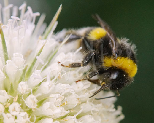 Bild: Dunkle Erdhummel, Bombus terrestris Komplex, an der Schlitzblättrigen Karde, Dipsacus laciniatus, Kardengewächse, Dipsacus, Schlitzblatt-Karde, weiße Karde