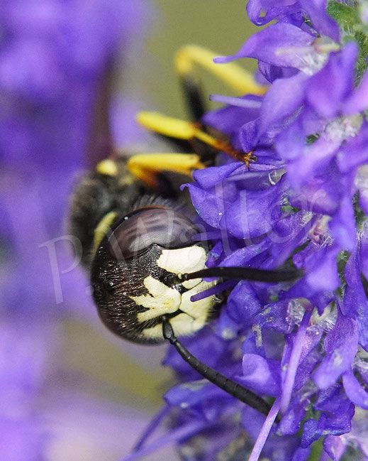 Bild: Bienenwolf, Weibchen, Philanthus triangulum, Crabronidae, Grabwespe, bee wolf, digger wasp, solitary wasp, Ehrenpreis, Veronica