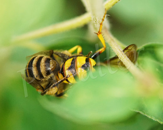 Bild: Bienenwolf, Weibchen, Philanthus triangulum, Crabronidae, Grabwespe, bee wolf, digger wasp, solitary wasp, Honigbiene als Beute