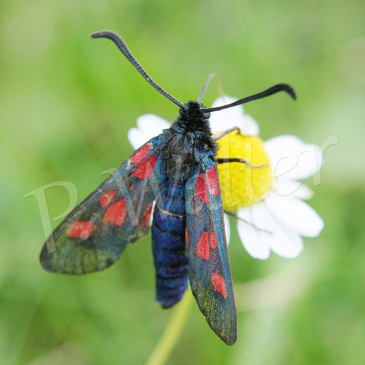 22.07.2017 : Blutströpfchen am Gänseblümchen