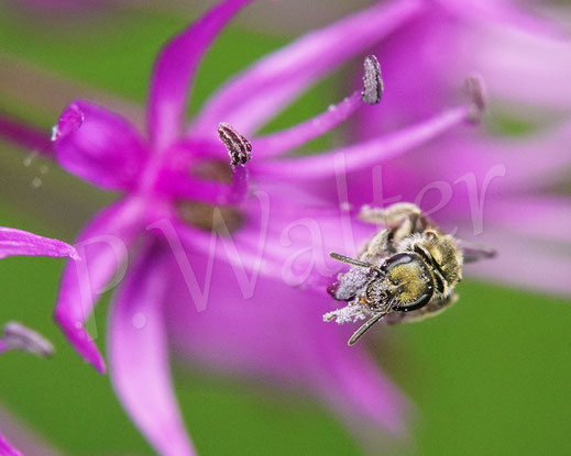 Bild: Schmalbiene der morio-Gruppe, Weibchen in einer Blüte eines Allium / Lauch, Lasioglossum cf. nitidulum, Wildbiene