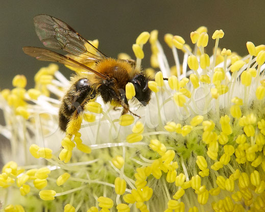 Bild: Zweifarbige Sandbiene Andrena bicolor miningbee Wildbiene Wildbienen wildbee Weidenkätzchen Kätzchenweide willow Salix