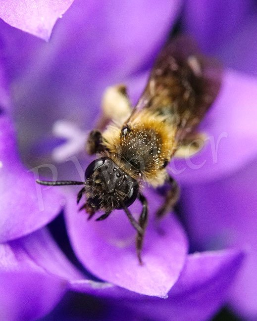 Bild: Zweifarbige Sandbiene, Andrena bicolor, miningbee, Wildbiene, zweite Generation, bivoltin, Sommergeneration, Glockenblume, Campanula, Apidae, Hymenoptera