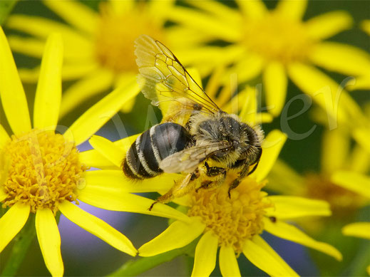 Bild: Weibchen einer Sandbiene, Andrena spec., an den Blüten des Jakobskreuzkrauts, Jacobaea vulgaris, Senecio jacobaea, Korbblütler, Asteraceae, Wildbiene