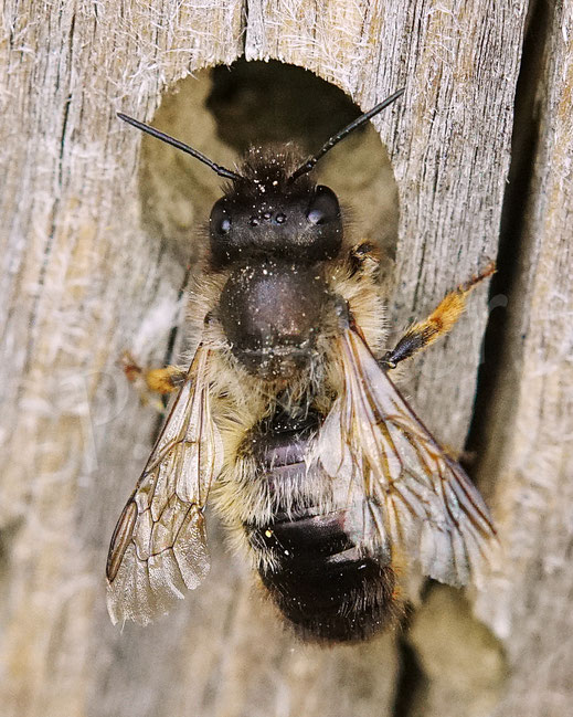 Bild: abgeflogenes, altes Weibchen, Rostrote Mauerbiene, Osmia bicornis, Wildbiene, Bohrloch