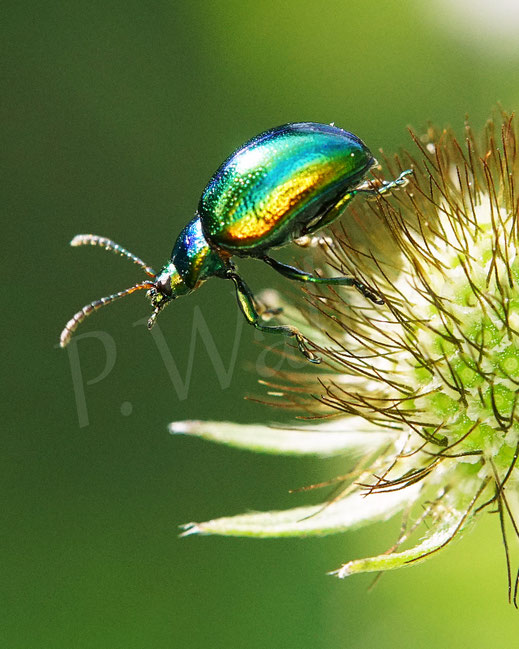 Bild: Prächtiger Blattkäfer, Goldglänzender Blattkäfer, Fasta fastuosa, Chrysolina fastuosa, Chrysomelidae, Chrysomelinae