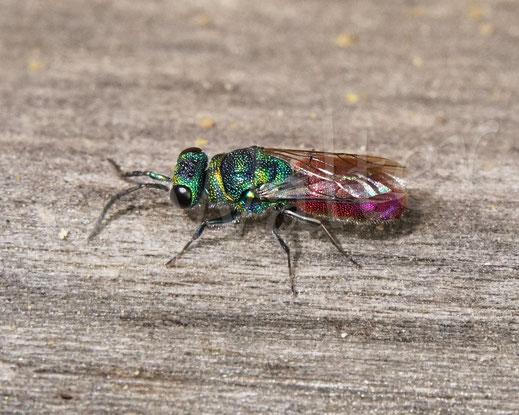 Bild: Goldwespe, Kuckuckswespe, cuckoo wasp, Chrysis spec., Chrysididae