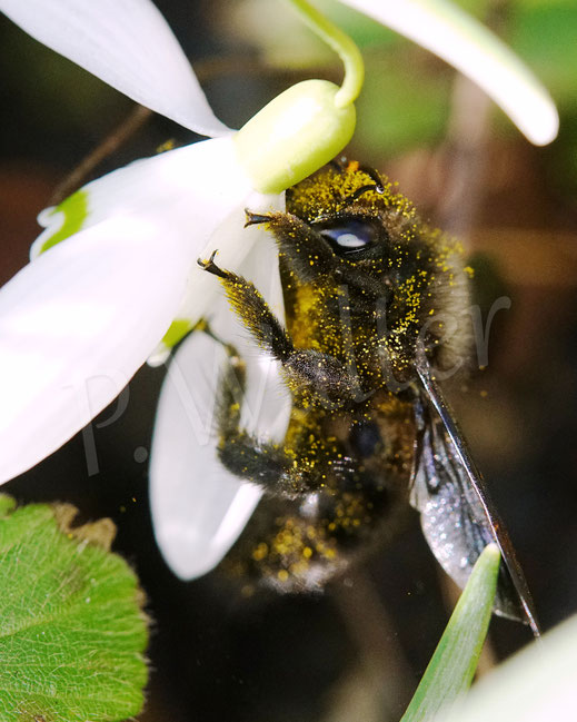 Bild: Blauschwarze Holzbiene, Große Holzbiene, Xylocopa violacea, Männchen, Schneeglöckchen, Galanthus, Wildbiene, Frühblüher