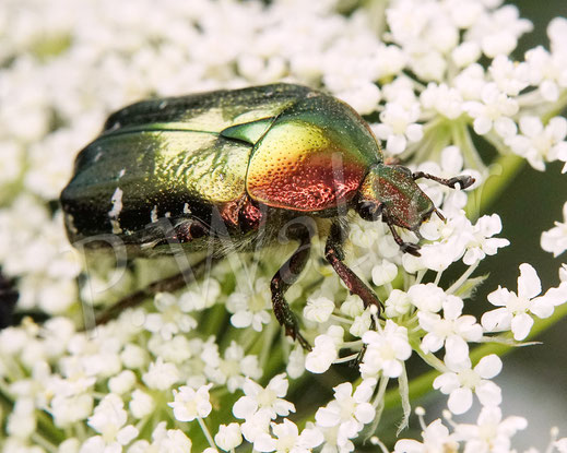 Bild: Goldglänzender oder Gemeiner Rosenkäfer, Cetonia aurata, Blatthornkäfer, Scarabaeidae, Green Rose Chafer, Wilde Möhre, Daucus carota subsp. carota, Doldenblütler, Apiaceae