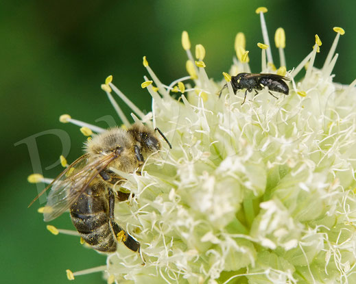 Bild: Maskenbienenweibchen in den Blüten der Frühlingsziebel, wahrscheinlich Hylaeus communis oder confusus - im Größenvergleich mit einer Honigbiene