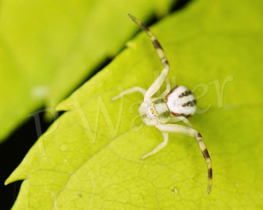 Bild: Veränderliche Krabbenspinne, Misumena vatia, Männchen, Thomisidae, Spinnentiere, Arachnida