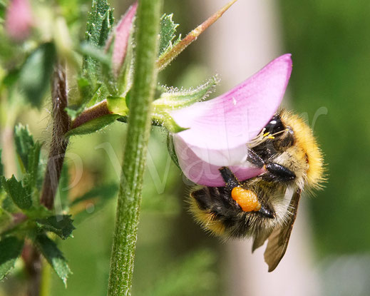 Bild: Ackerhummel, Bombus pascuorum, bumblebee, Wildbiene, Dornige Hauhechel, Ononis spinosa, Schmetterlingsblütler, Faboideae, Hülsenfrüchtler, Fabaceae, Blüte, Nektar, Pollen