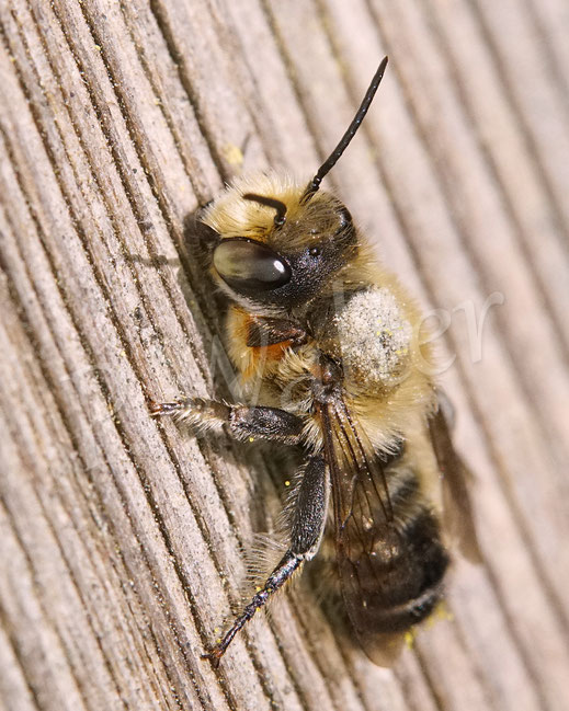 Bild: Garten-Blattschneiderbiene, Megachile willughbiella, Männchen, Wildbiene