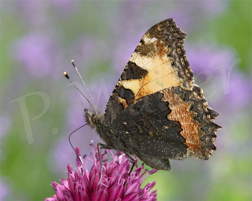 Bild: Kleiner Fuchs, Aglais urticae, Schmetterling, Tagfalter, am Allium "Drumstick"