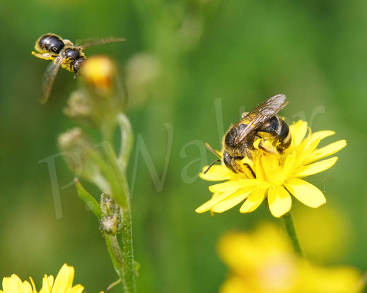 Bild: Weißbinden-Schmalbiene, Lasioglossum cf. leucozonium, Kleinköpfiger Pippau, Crepis capillaris, Korbblütler, Asteraceae, Wildbiene, gelbe Blüte
