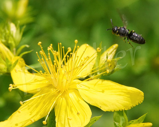 Bild: Maskenbiene, Echtes, Gewöhnliches, Tüpfel-Johanniskraut, Hypericum perforatum, wahrscheinlich Hylaeus communis oder confusus