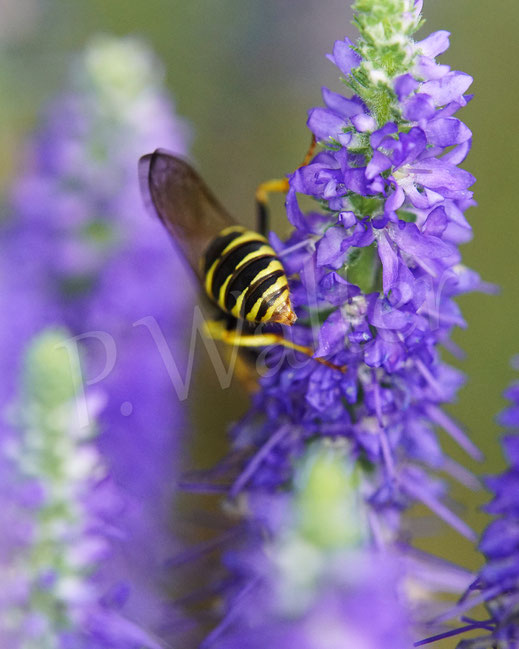 Bild: Bienenwolf, Weibchen, Philanthus triangulum, Crabronidae, Grabwespe, bee wolf, digger wasp, solitary wasp, Ehrenpreis, Veronica