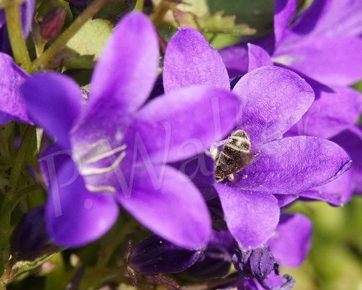 Bild: Gewöhnliche Furchenbiene, Gebänderte Furchenbiene, Weibchen an der Dalmatiner Polster-Glockenblume, Campanula portenschlagiana, Wildbiene