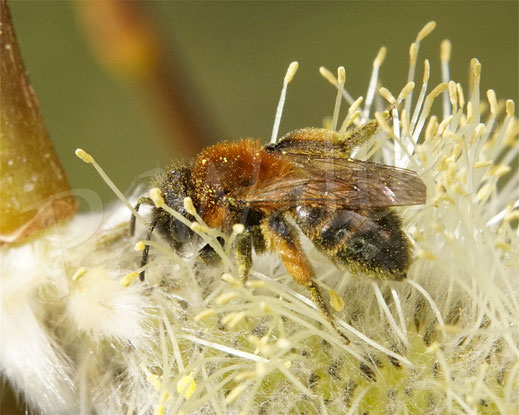 Bild: Zweifarbige Sandbiene Andrena bicolor miningbee Wildbiene Wildbienen wildbee Weidenkätzchen Kätzchenweide willow