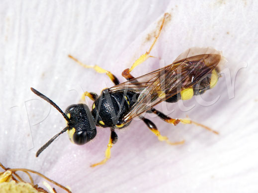 Bild: Bienenjagende Knotenwespe, Cerceris rybyensis, Grabswespe, digger wasp, Faltenwespe